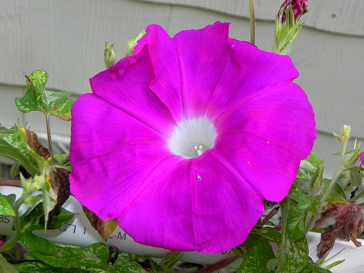39w-DSCN3664