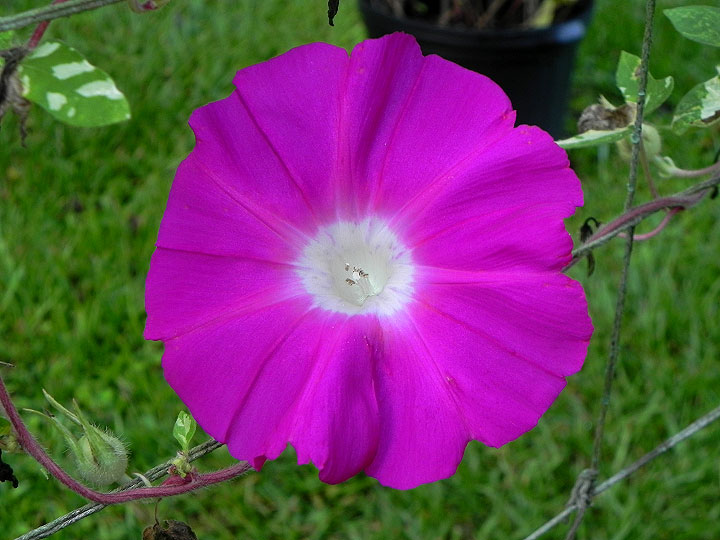 39w-DSCN3989