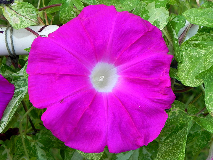 39w-DSCN4304