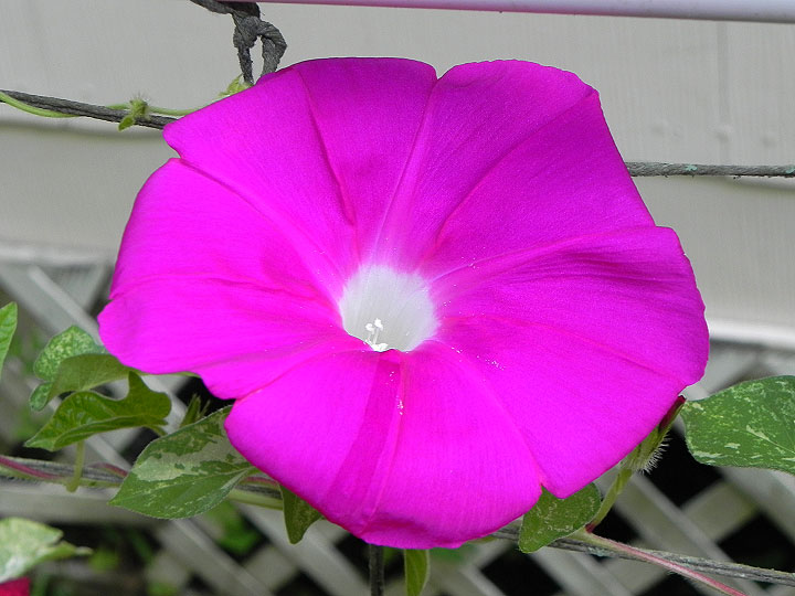 39w-DSCN4593