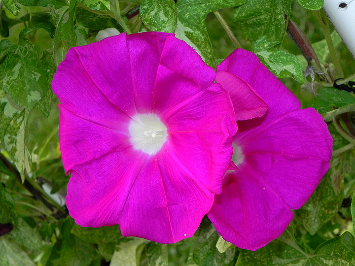 39w-DSCN5938