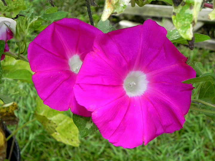 39w-DSCN6131
