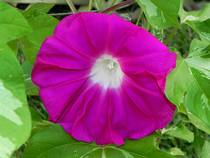 39w-DSCN6372