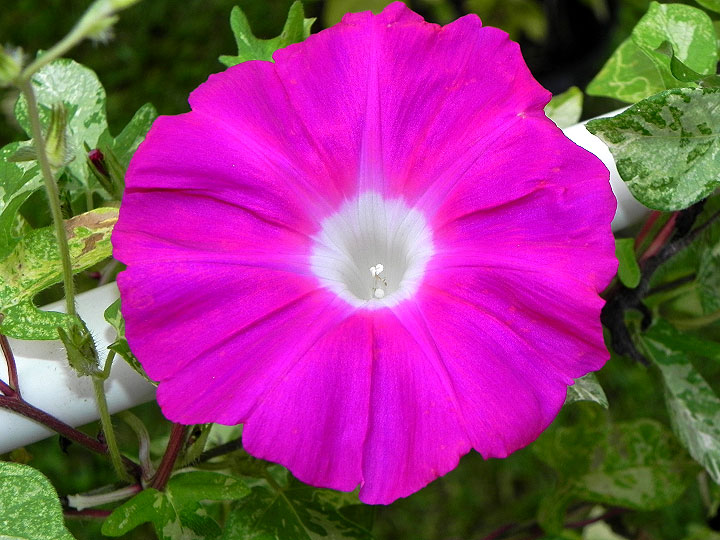 39w-DSCN6505