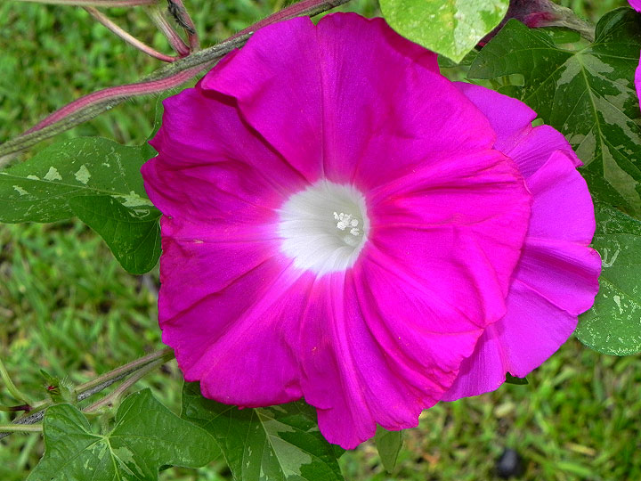 39w-DSCN6506