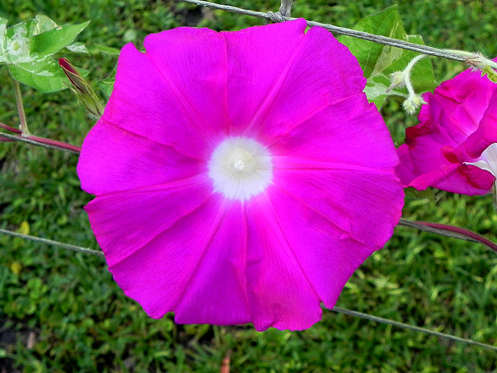 39w-DSCN6618