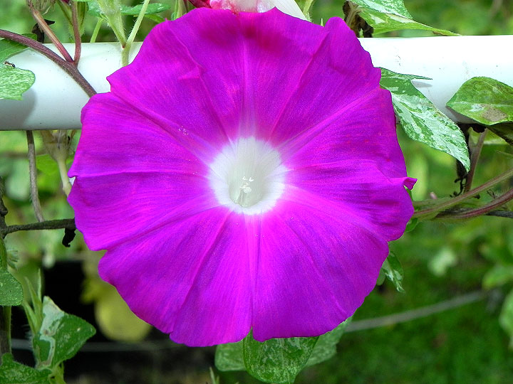 39w-DSCN6749