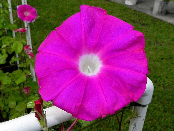 39w-DSCN6815