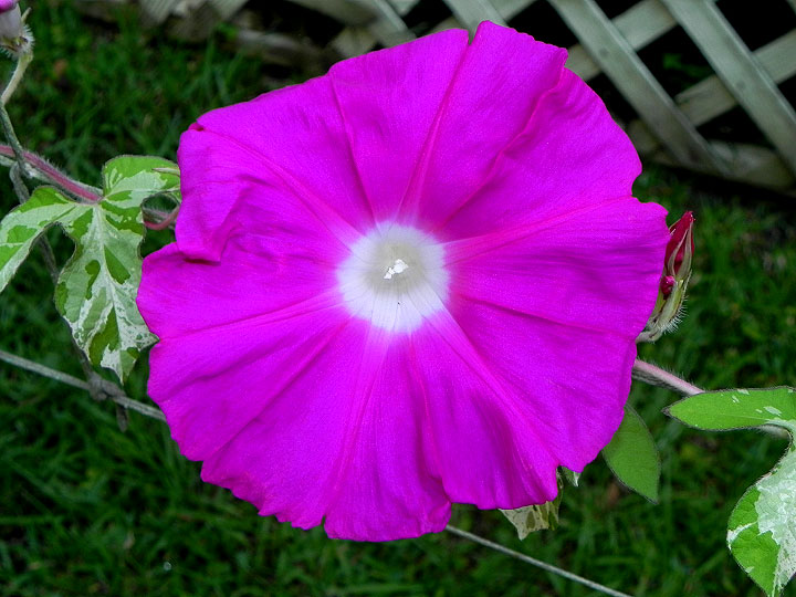 39w-DSCN7006