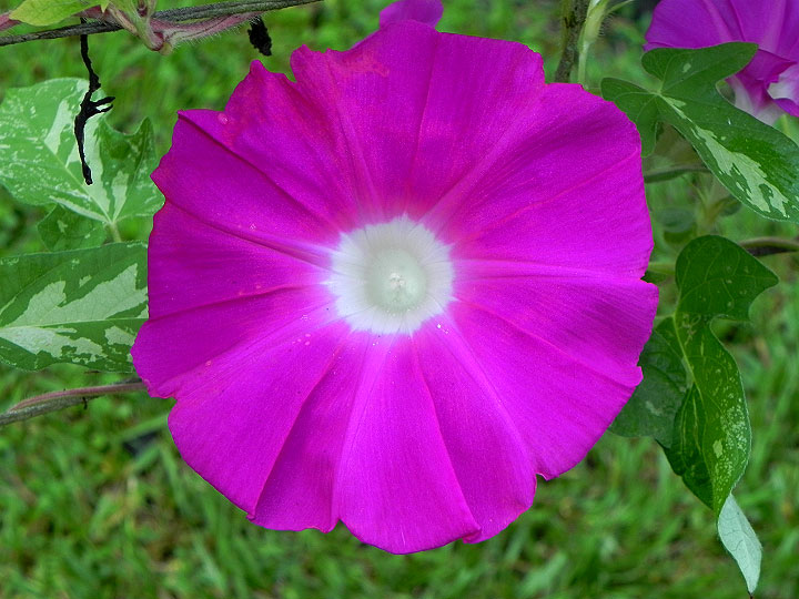 39w-DSCN7032