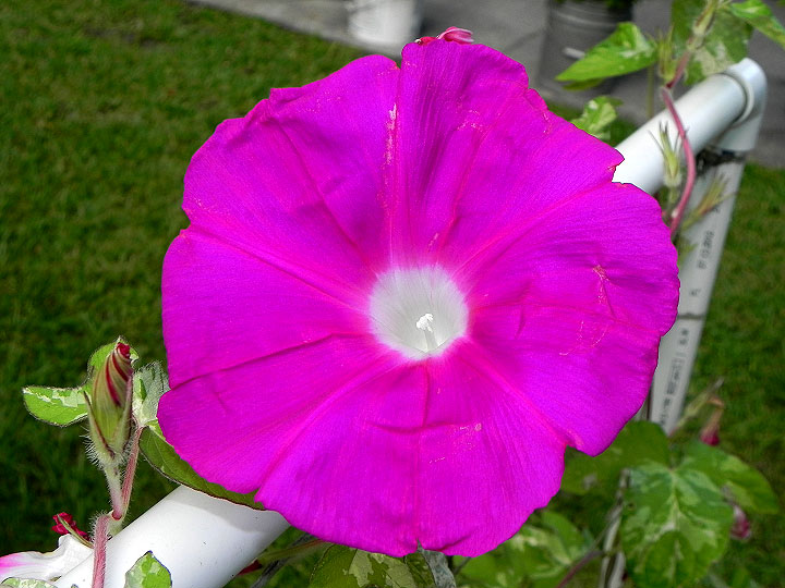 39w-DSCN7098