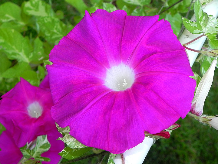 39w-DSCN7441