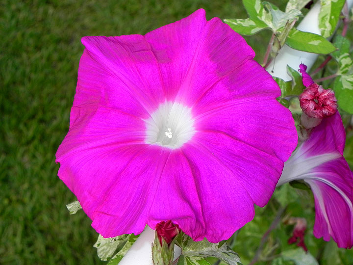 39w-DSCN7583