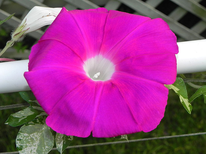 39w-DSCN7908