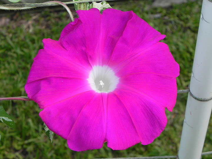 39w-DSCN7909