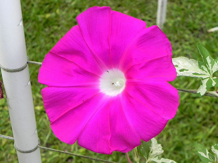 39w-DSCN8266