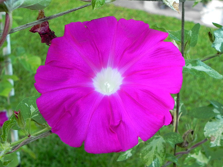 39w-DSCN8698