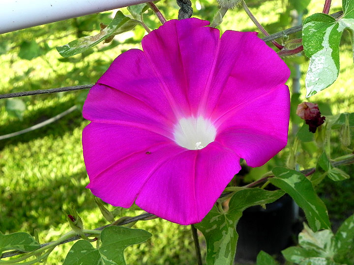 39w-DSCN9766