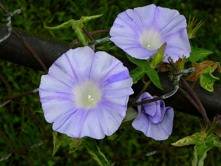 4-10-DSCN3643