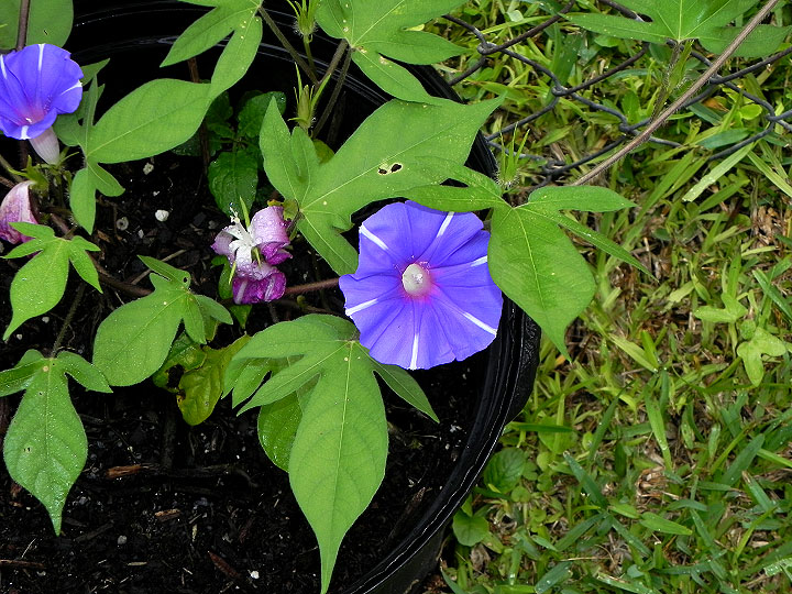 4-21n-DSCN0564