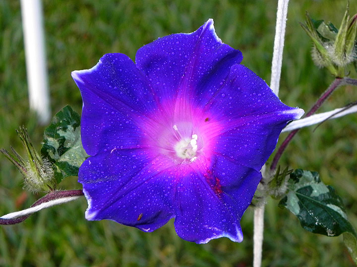 4-33wN-DSCN3173