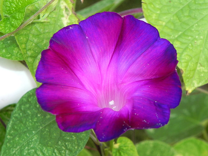 4-38-DSCN7616