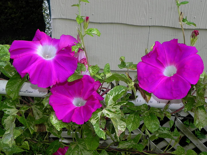 4-39w-DSCN3666