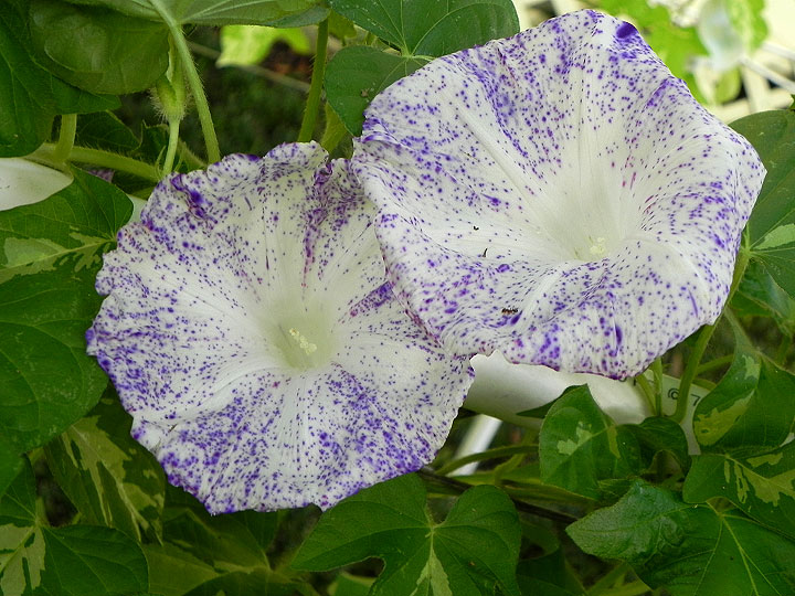 4-DSCN8011