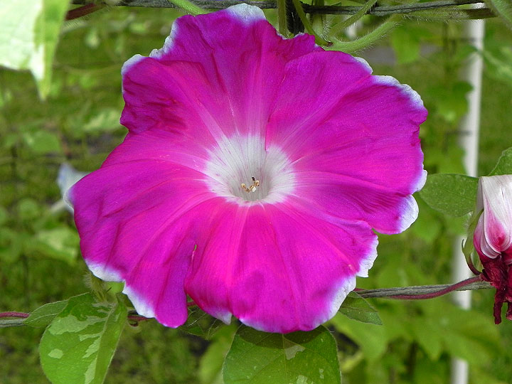 41w-DSCN0556