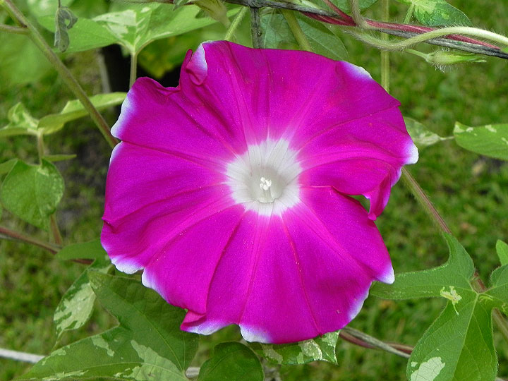 41w-DSCN0557