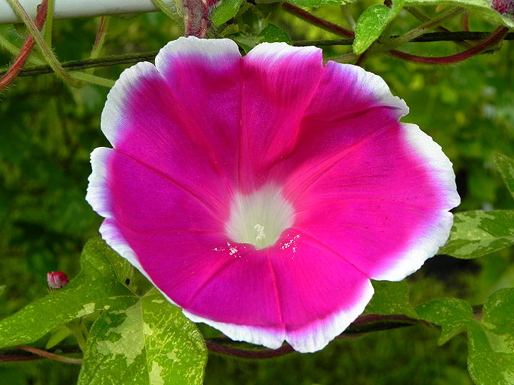 41w-DSCN2857