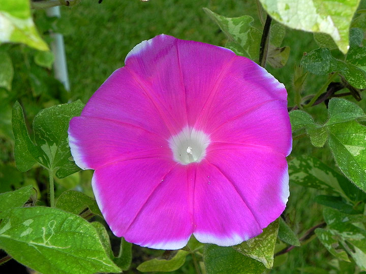 41w-DSCN3667
