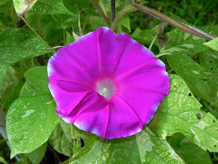 41w-DSCN4013