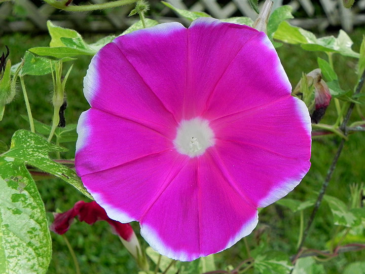 41w-DSCN4931