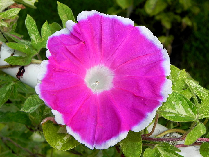41w-DSCN4932