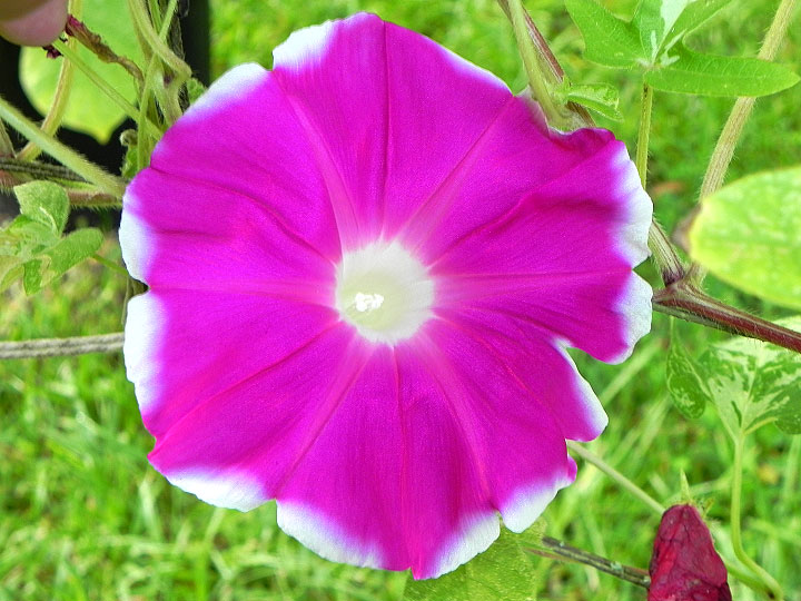 41w-DSCN5229