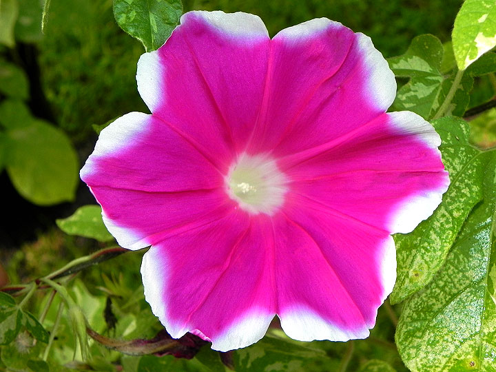 41w-DSCN5230