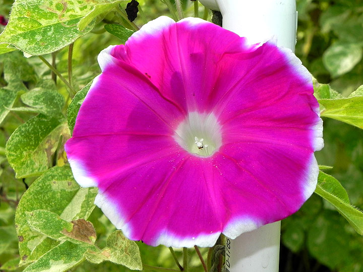 41w-DSCN5944