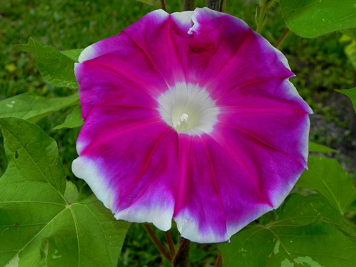 41w-DSCN6454