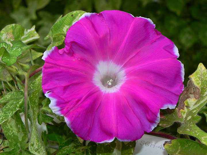 41w-DSCN6514
