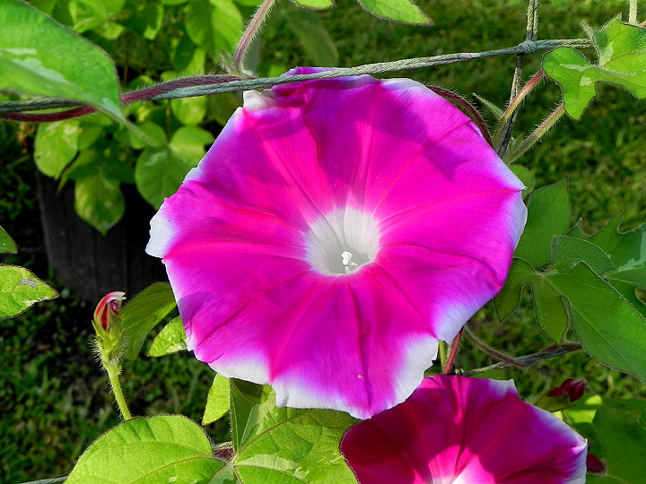 41w-DSCN6621