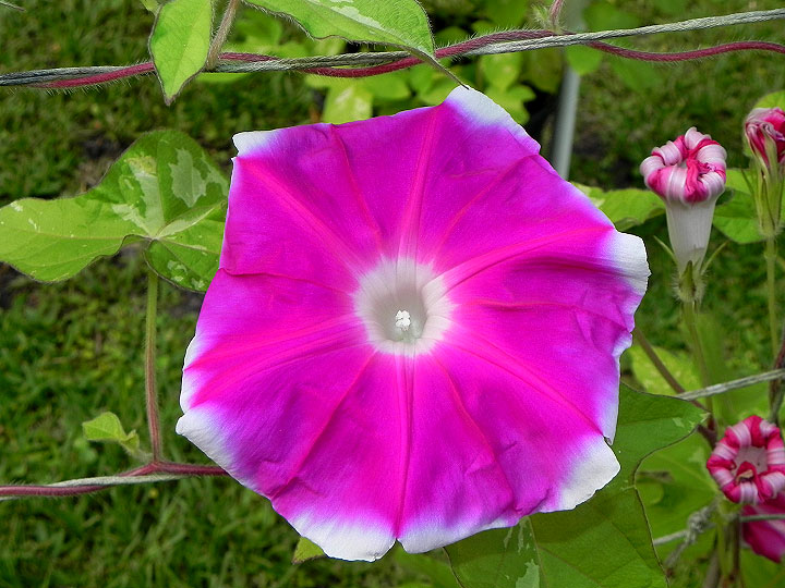 41w-DSCN6730