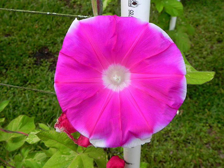 41w-DSCN6818