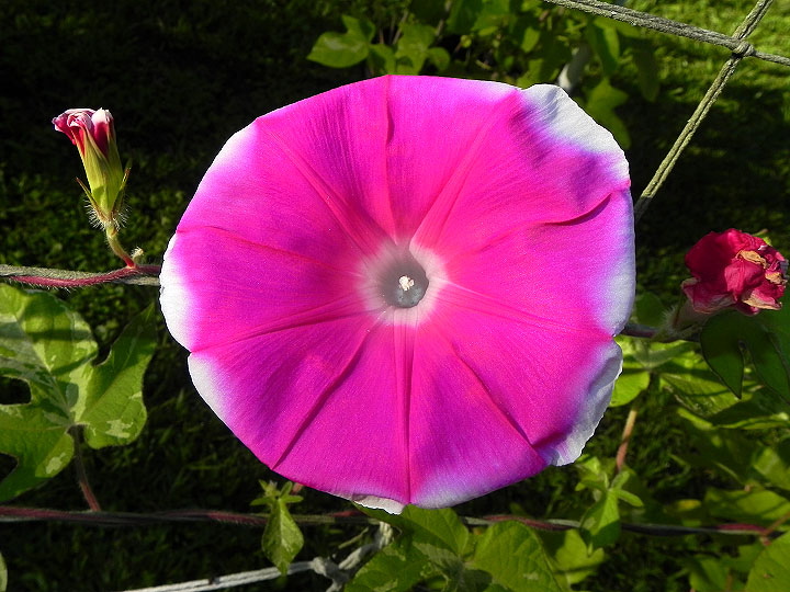 41w-DSCN7308