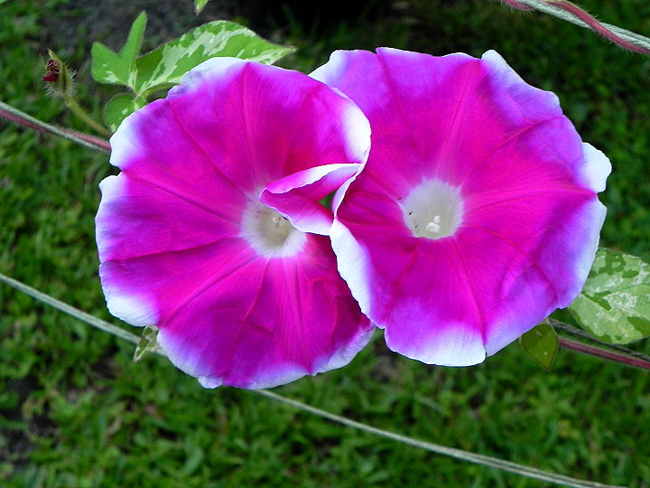 41w-DSCN7444