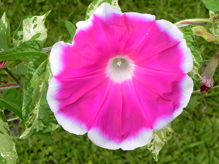 41w-DSCN8270