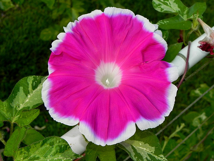 41w-DSCN8701