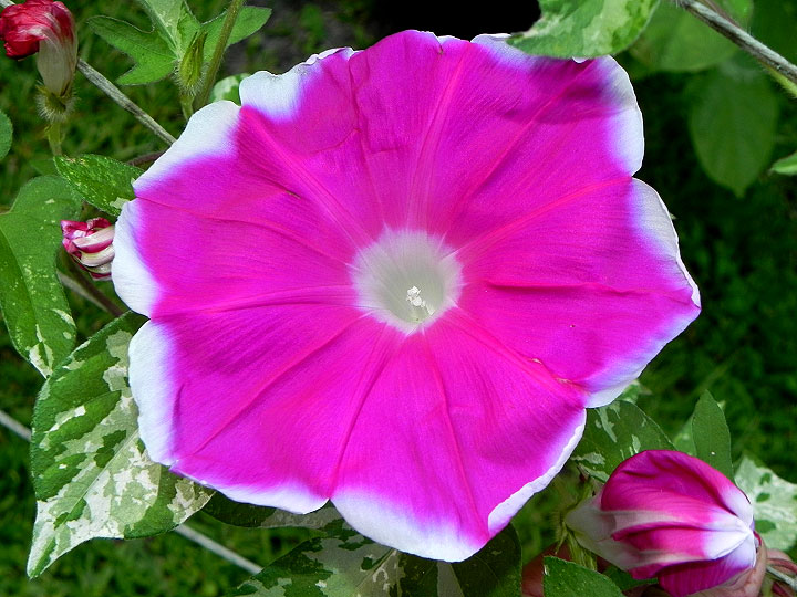 41w-DSCN9086