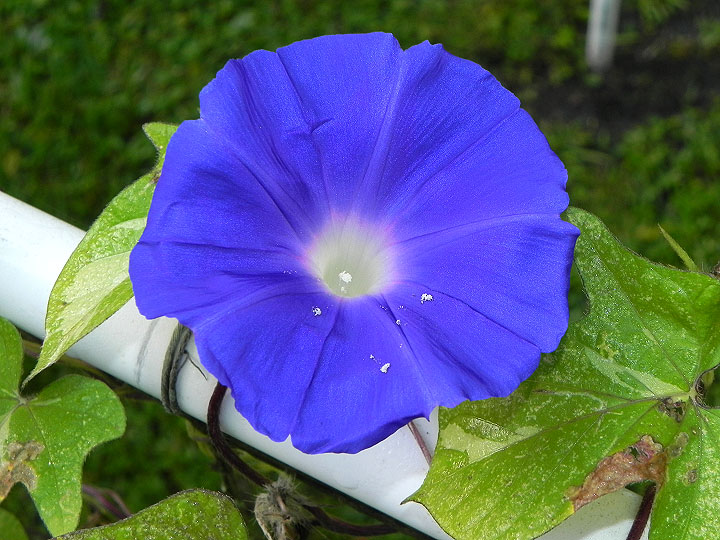 45w-DSCN3155