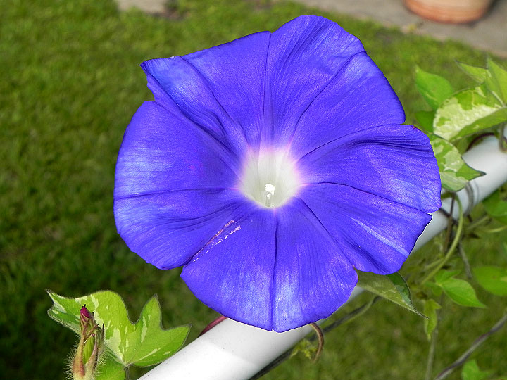 45w-DSCN7600